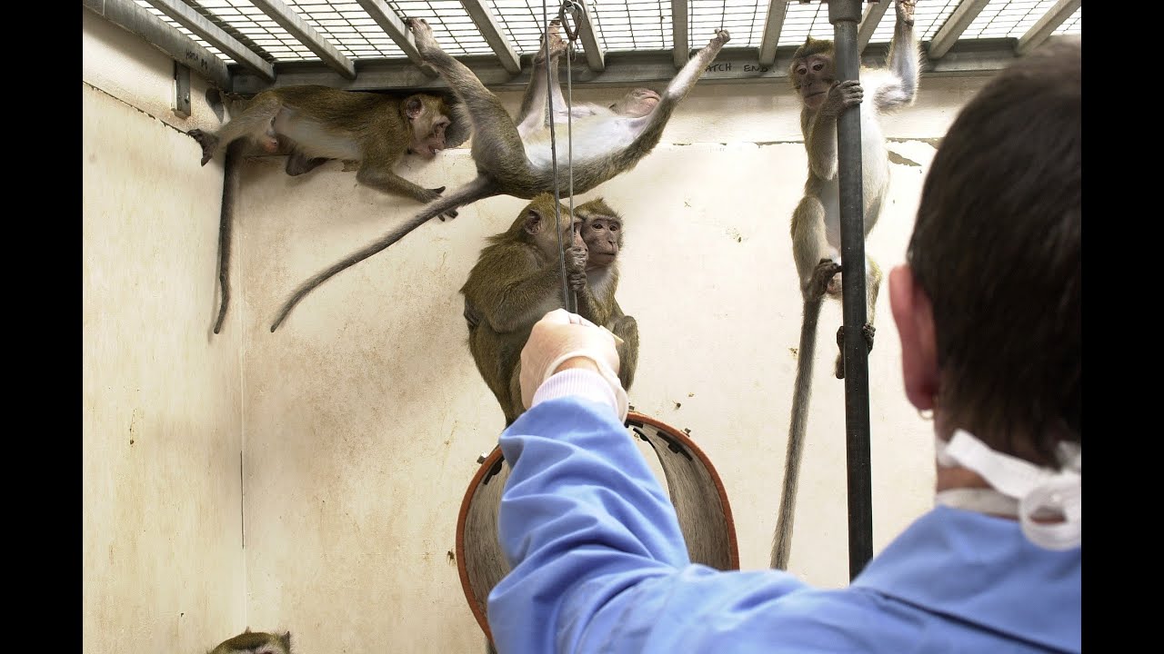 Behind the scenes at a primate lab (5 October 2020)