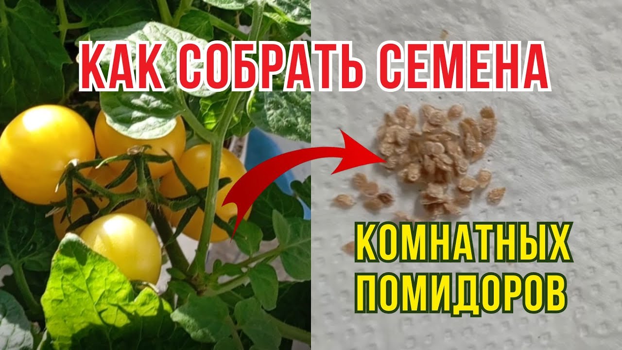 Как собрать семена комнатных помидоров 🍅 Заготавливаю семена на следующий сезон