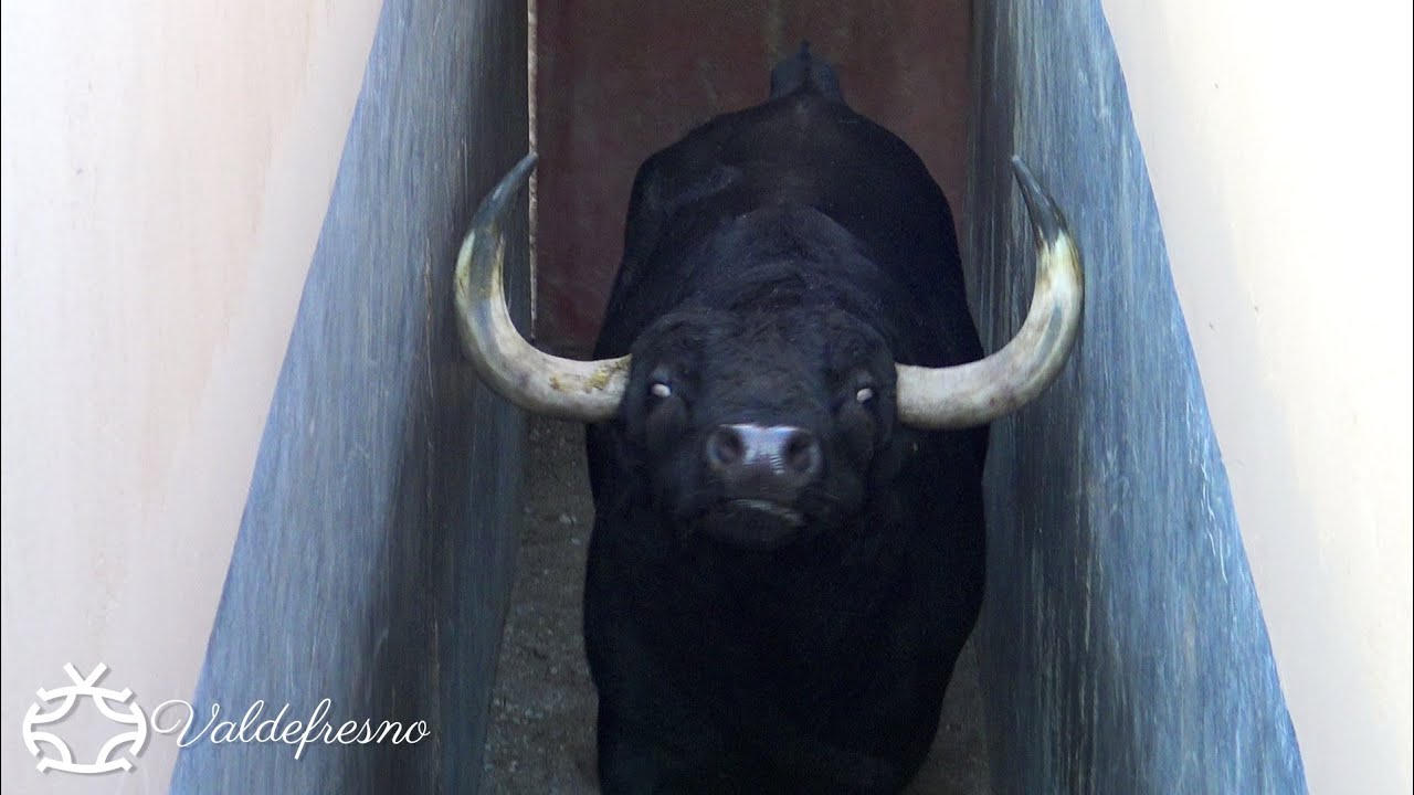 Apartado y Embarque de los Toros Bravos para Aire sur l'Adour Francia 2021