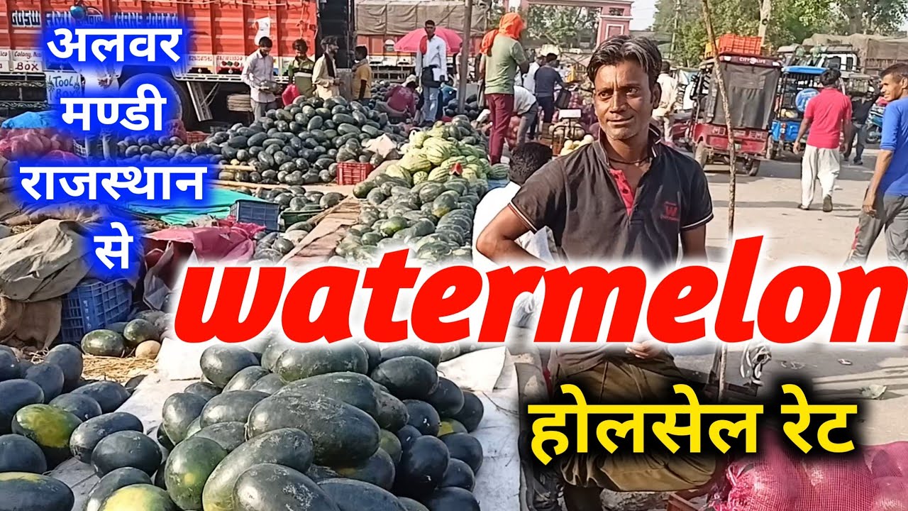 Tarbuj के होलसेल भावों की तेजी मंदी रिपोर्ट आज अलवर सब्ज़ी मंडी राजस्थान watermelon 🍉 Rate Today Alw