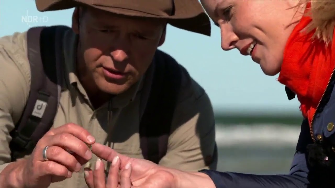 Bernsteinsuche mit Judith Rakers (aus Inselreportagen: Fischland-Dar&szlig;-Zingst vom 19.9.2018)