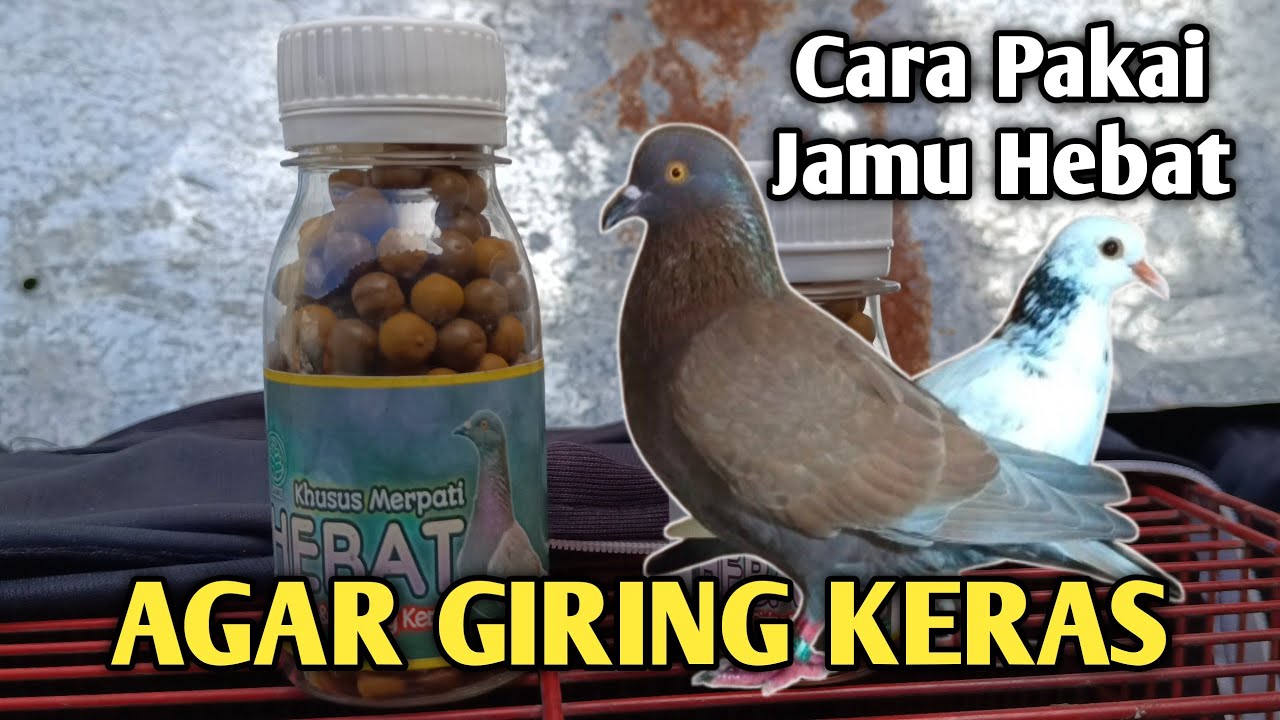CARA MERPATI PAKE JAMU AGAR GIRING KERAS