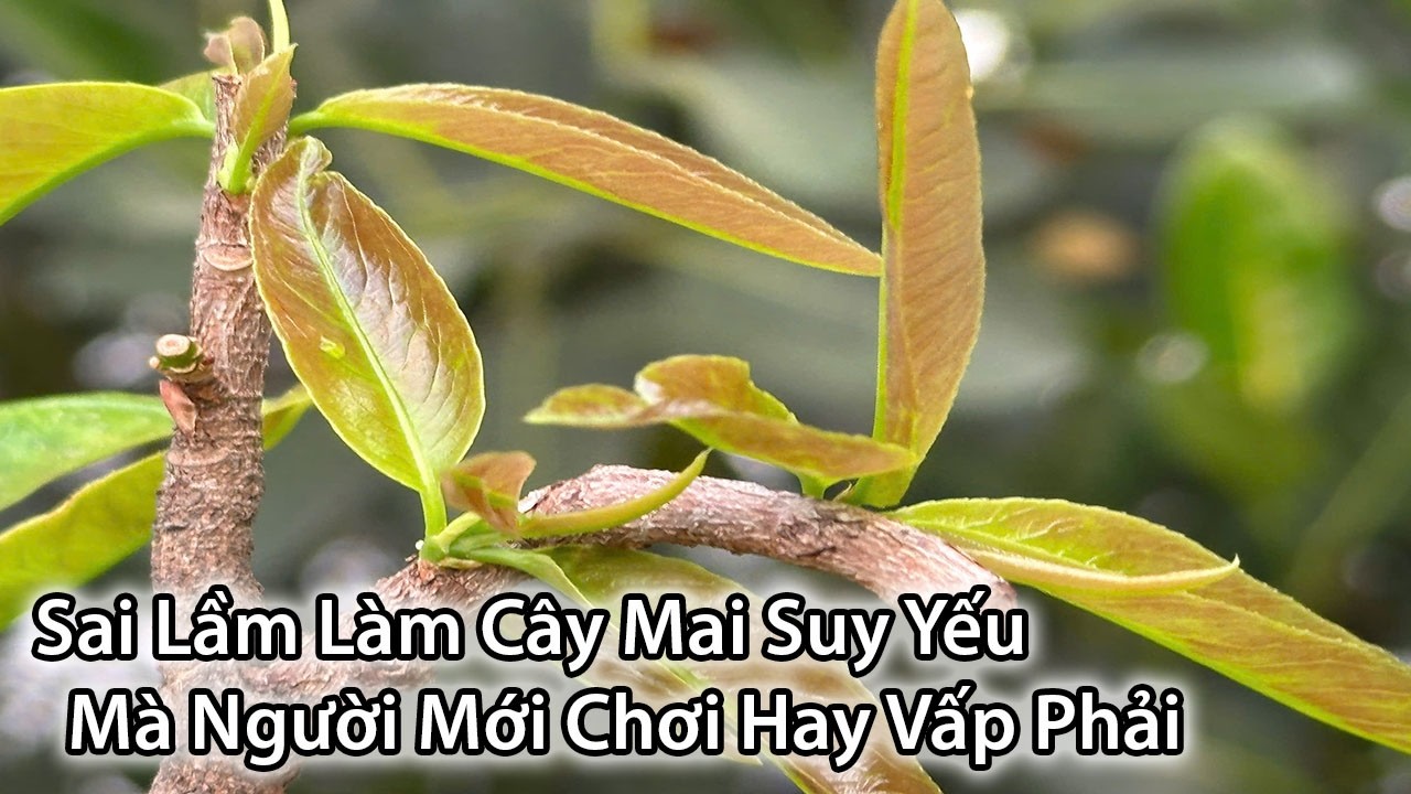 Những Sai Lầm Khi Chăm Mai Sau Tết Mà Người Mới Chơi Hay Mắc Phải Làm Mai Suy & Chết Cây