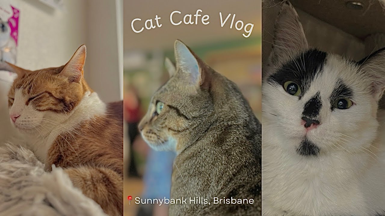 A Soft Day at a Cat Cafe in Sunnybank Hills I Cat Therapy I #cat #healing #catlovers #brisbane 