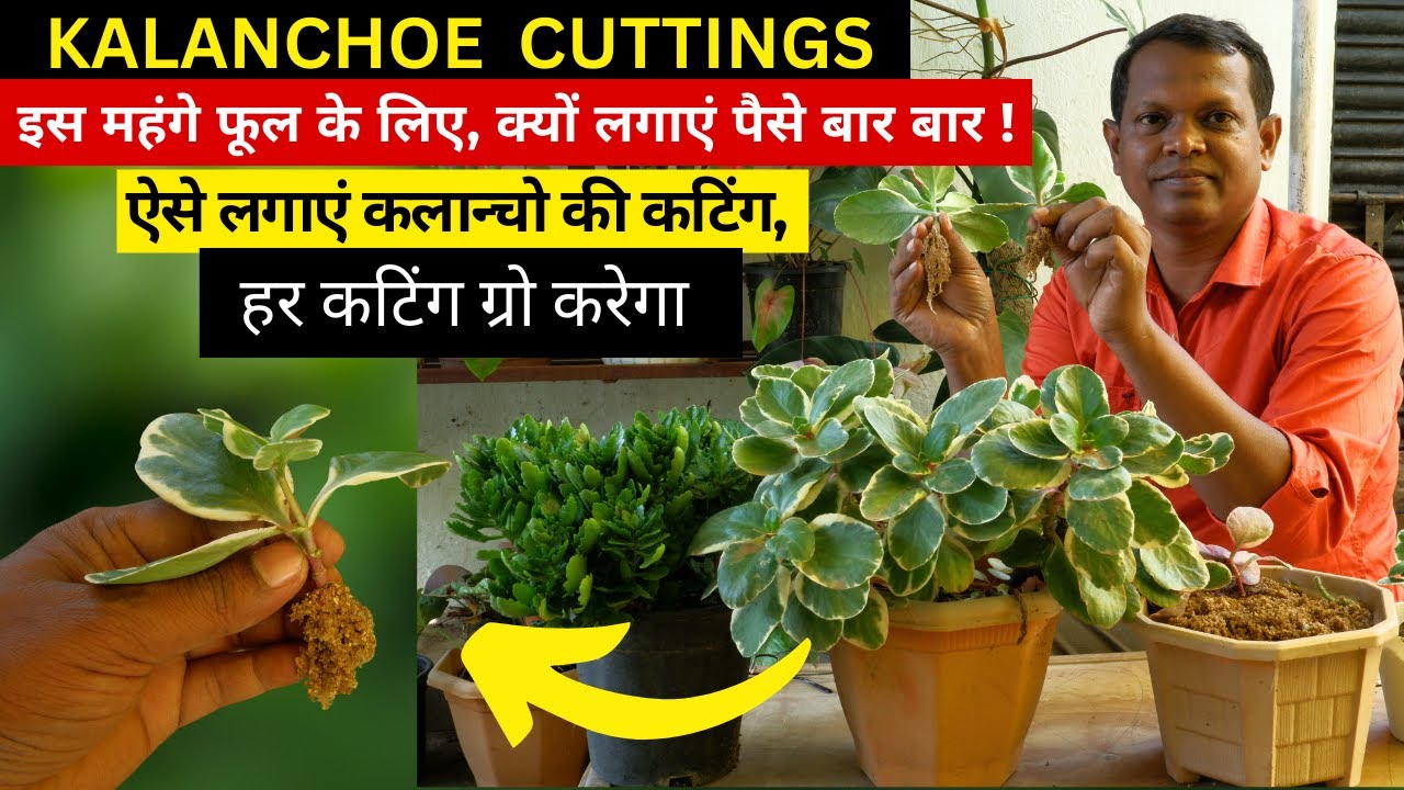 कलान्चो की कटिंग कैसे करें एक भी कटिंग मरेगा नहीं । Most Easy Method to Grow Kalanchoe from Cuttings