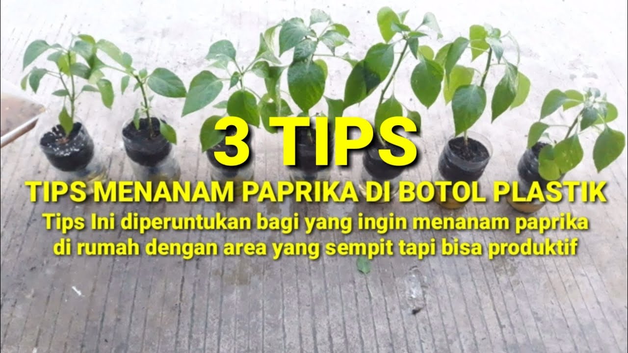 TIPS MENANAM PAPRIKA||BISA MENDAPATKAN HASIL YANG MAKSIMAL