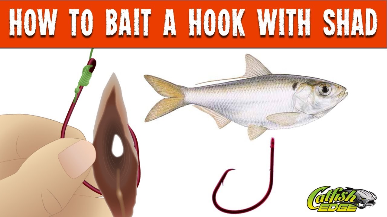 How To Bait A Hook With Shad For Catfishing