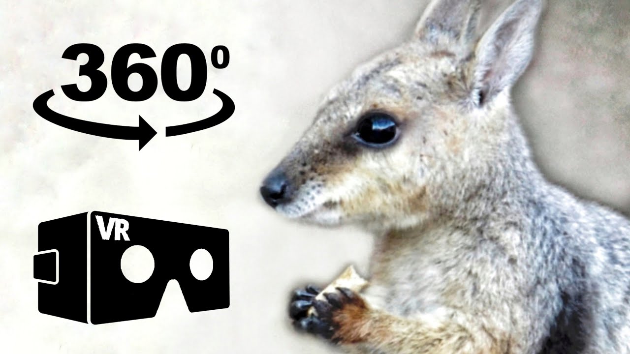 VR 360&deg; video Kangaroos & Emus Australian Animals