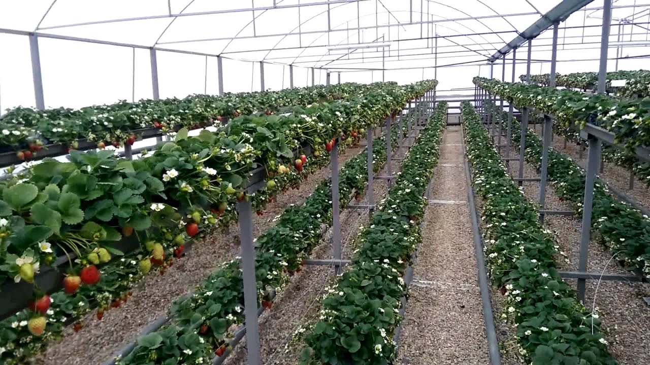 Topraksız Çilek 14 03 2015