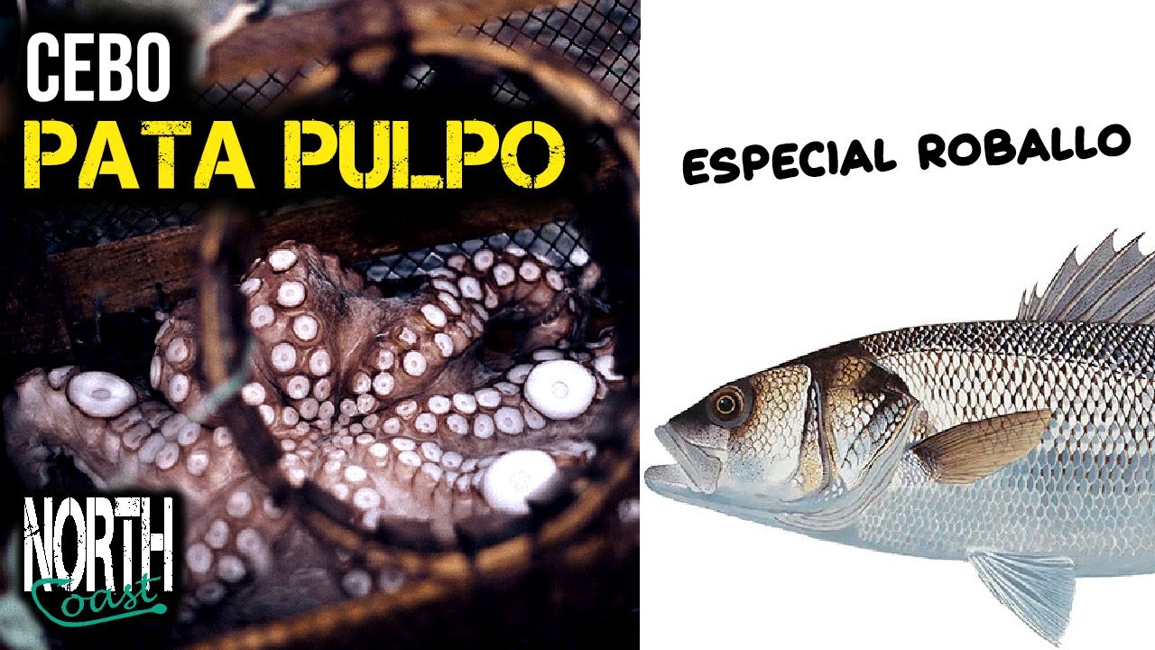 PATA DE PULPO 👉 ¿El mejor CEBO para la LUBINA? 👉 Cómo encarnar para SURFCASTING