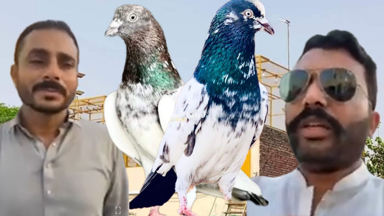 Champion Punjab Ustad Zahid Hanan of Faisalabad ki chat se pigeons