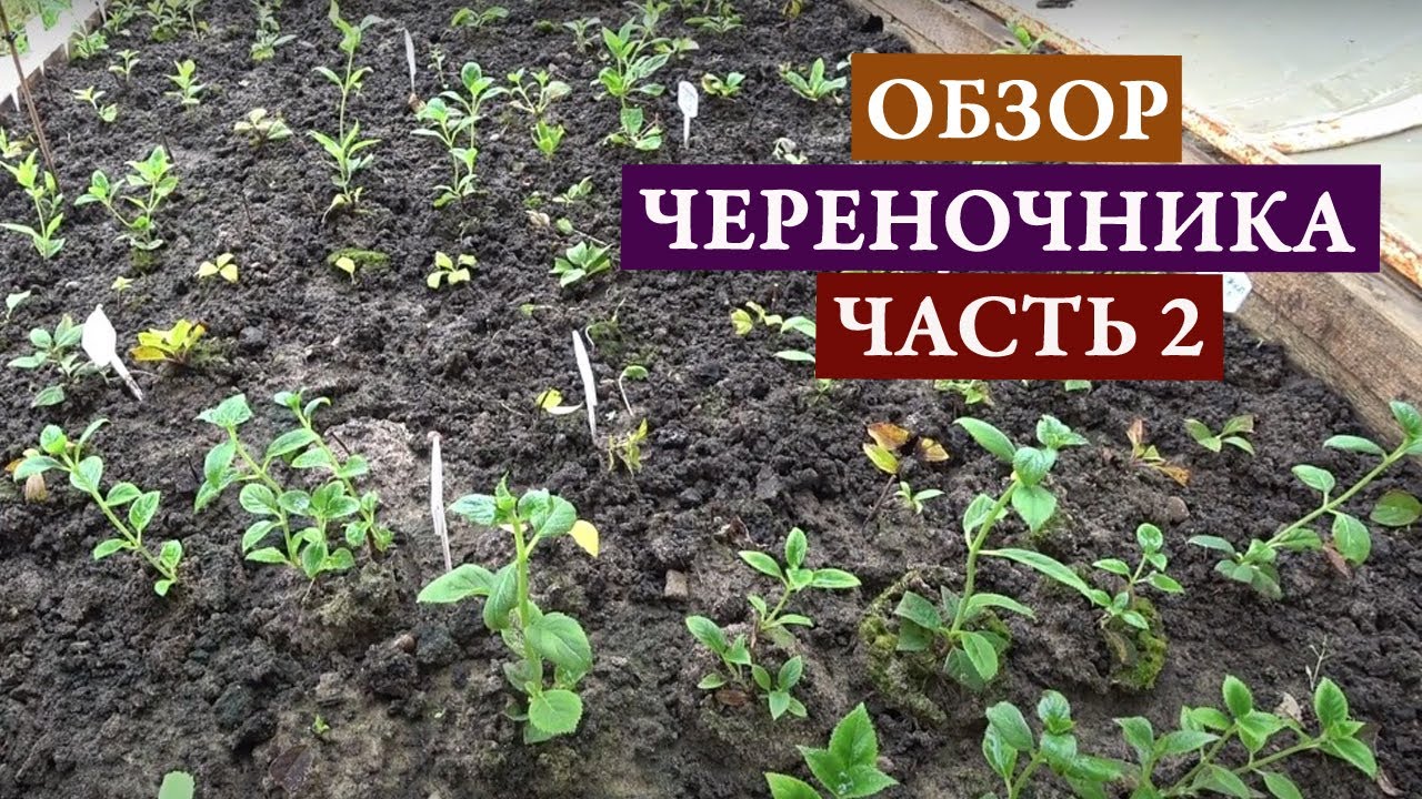 Обзор череночника часть 2