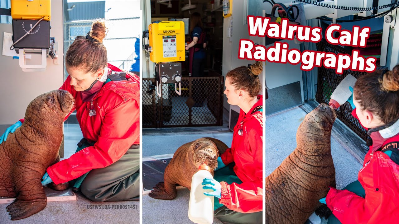 Orphaned Walrus Calf Veterinary Exam: First Radiographs