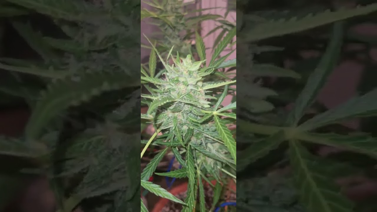 Sensi Skunk Automatic ( Outdoor ) - Berlin