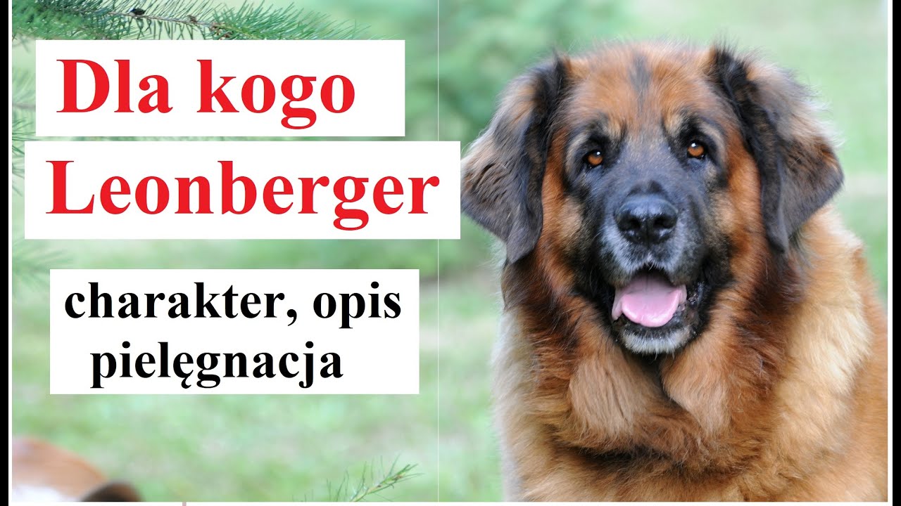 Dla Kogo Leonberger - charakter, opis, pielęgnacja