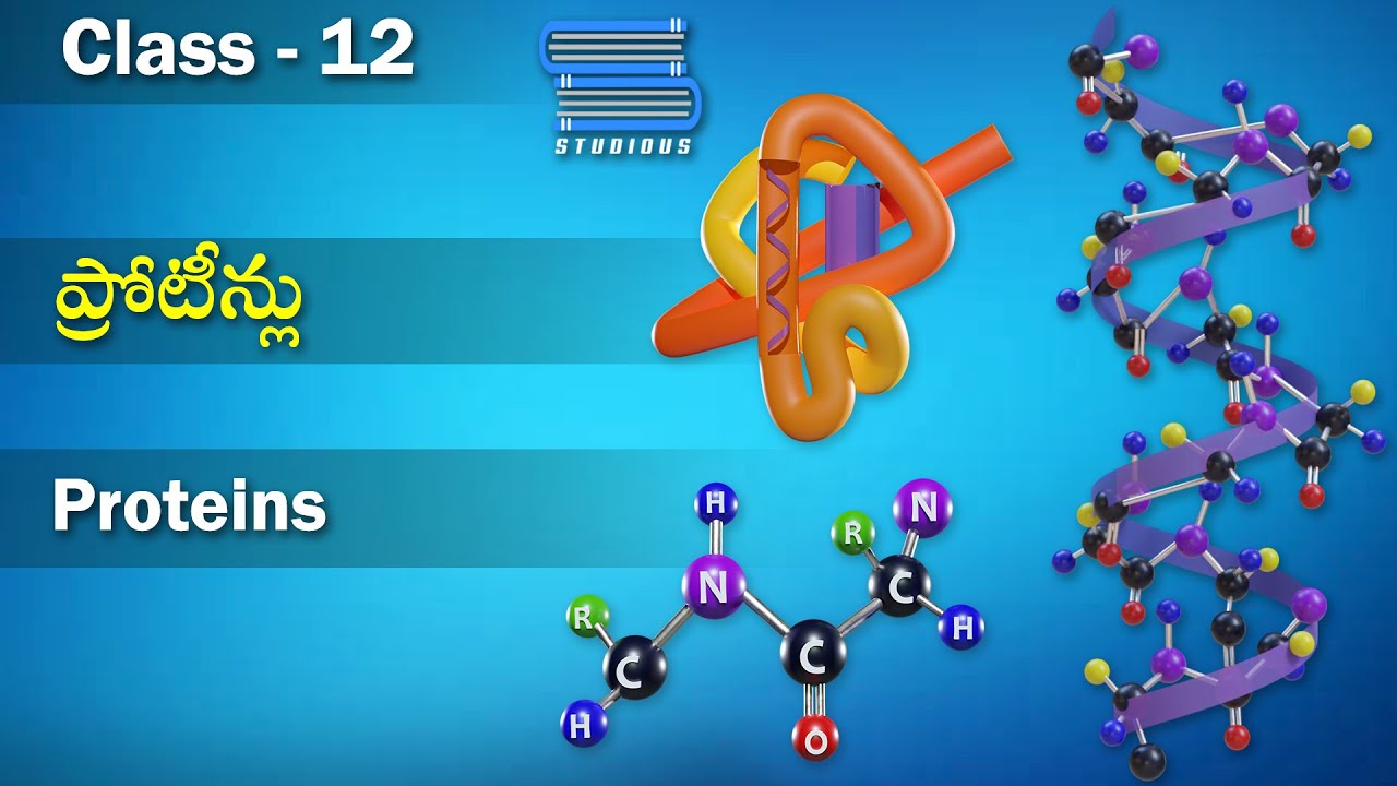 ప్రోటీన్లు – Proteins | Biochemistry | Chemistry Telugu | Class 12 Telugu | Inter 2nd Year