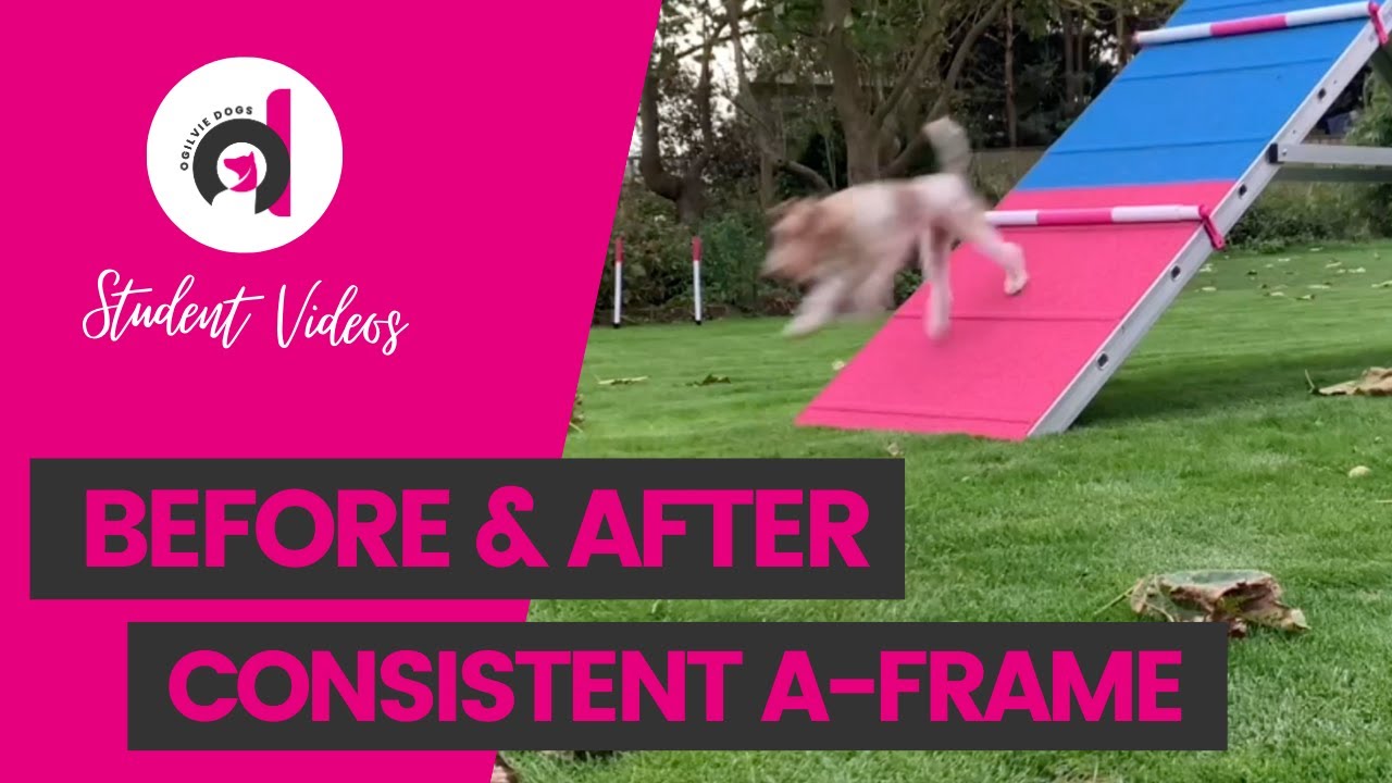 CONSISTENT A-FRAME in the making, before & AFTER Marita's agility running contacts course