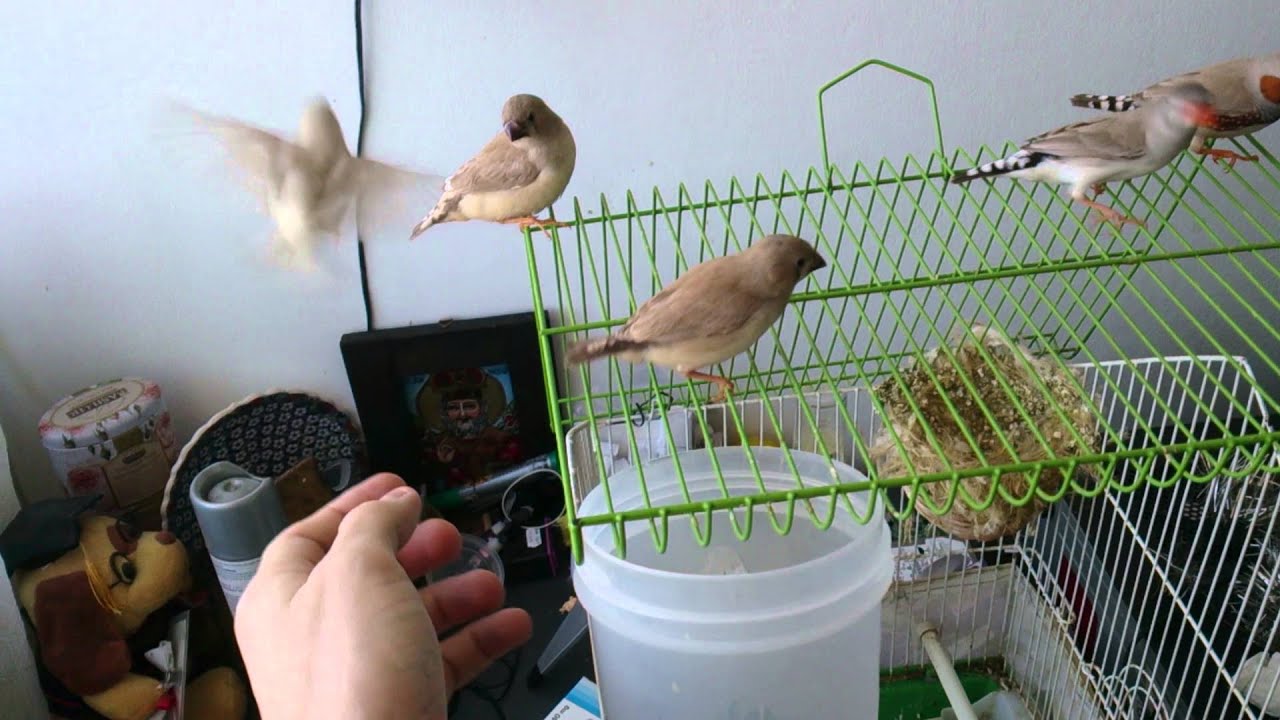 Zebra Finches on their daily flight exercise