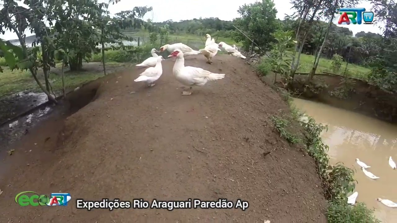 20 paredão erio araguari 2020