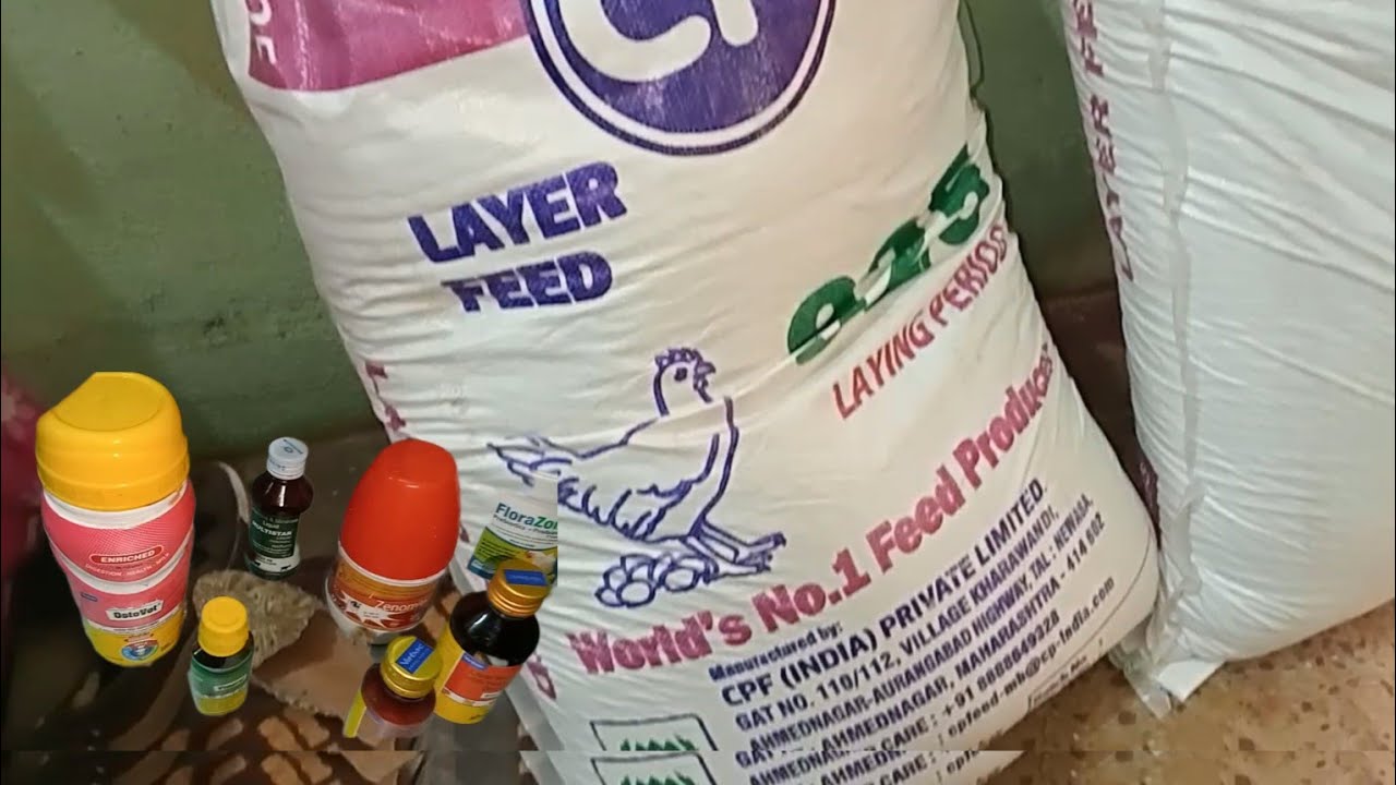 Layer feed | Rir murgi ke liye layer feed | Layer chicken farming | Ghar ke piche desi murgi palan