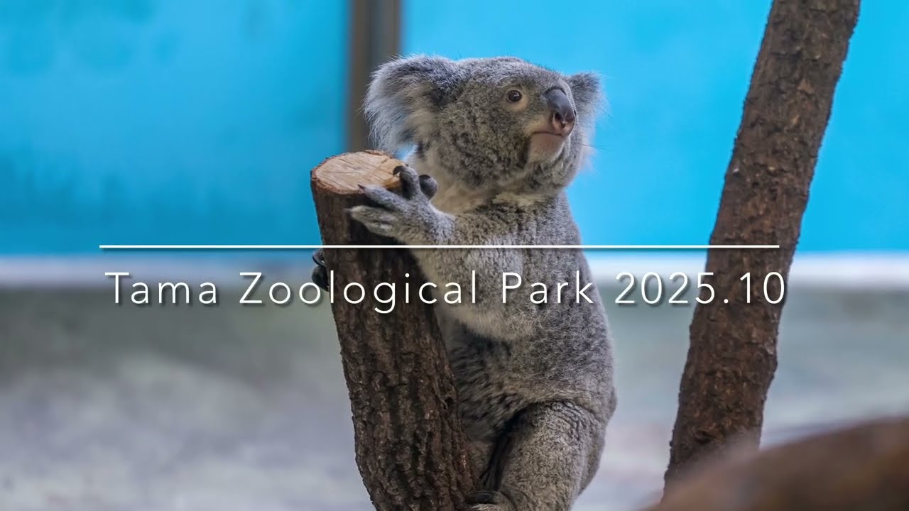 コアラのあずまちゃん 多摩動物公園【2025年10月】