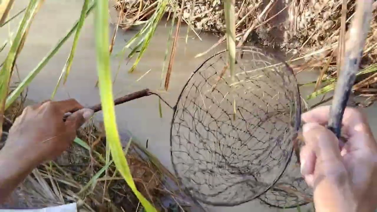 ត្រីច្រើនណាស់🦈🦈🦈