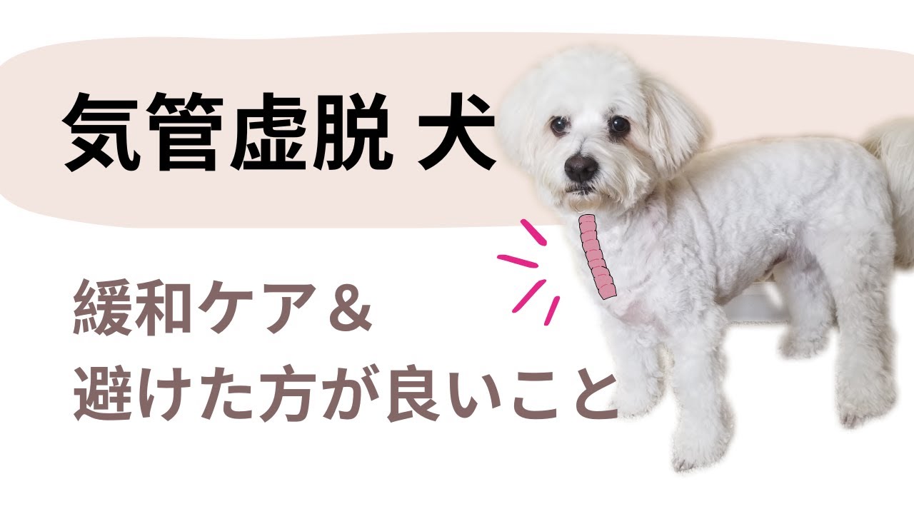 【気管虚脱の犬】お勧めの緩和方法＆避けた方が良いこと Do's & Don'ts for Dogs with Collapsing Trachea