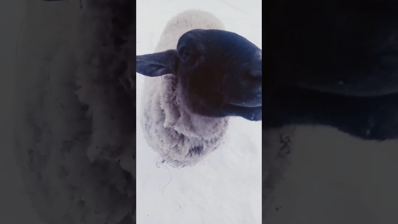 This Trend Freaked Mabel Out 🐑😂 #trending #sheep