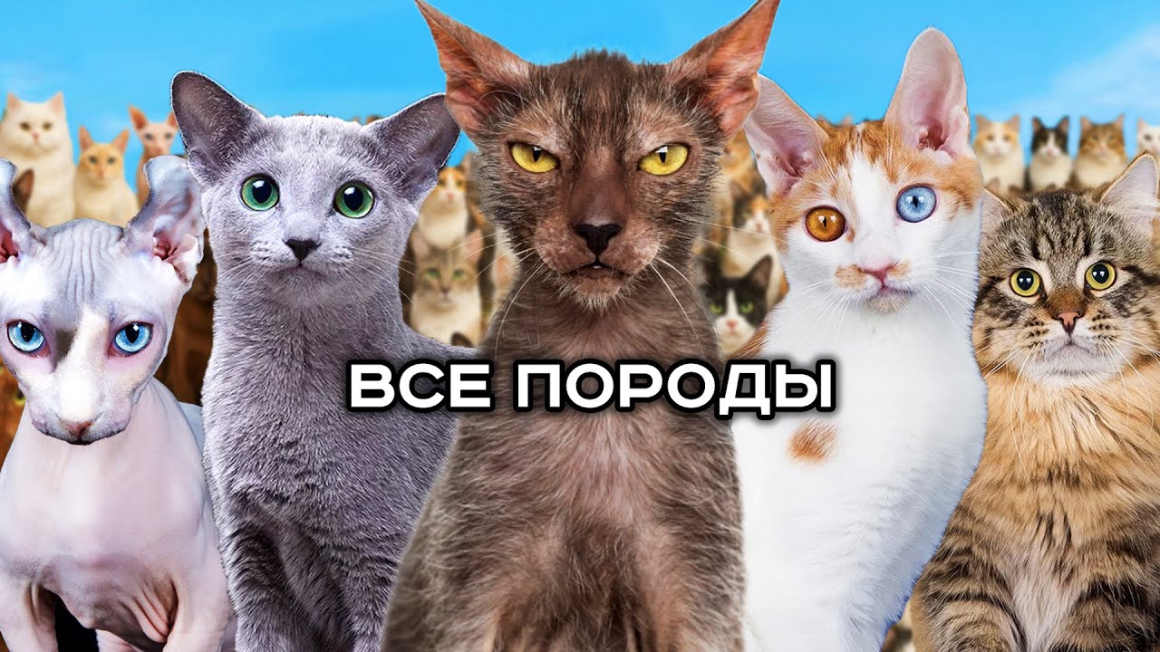 100 фактов про ВСЕ ПОРОДЫ КОШЕК в мире