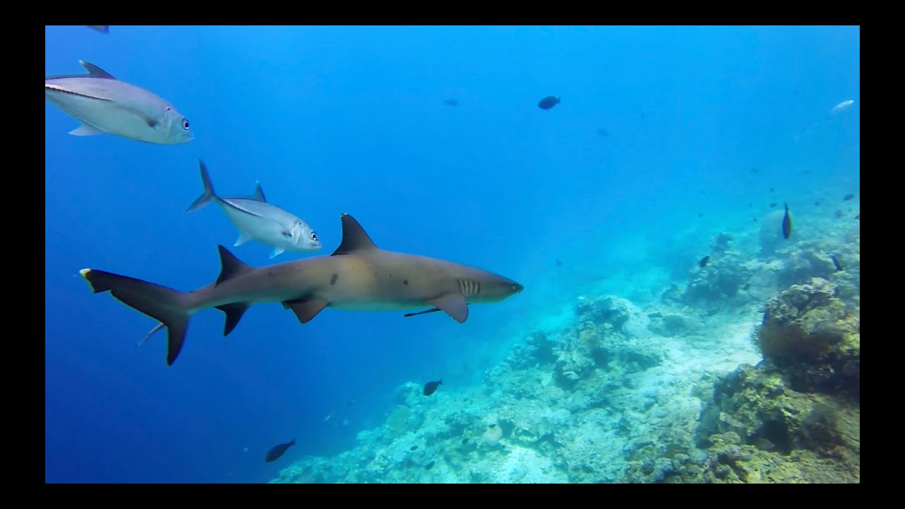 THE BEST DIVING SIPADAN ISLAND - SABAH - BORNEO - MALASIA - MALAYSIA