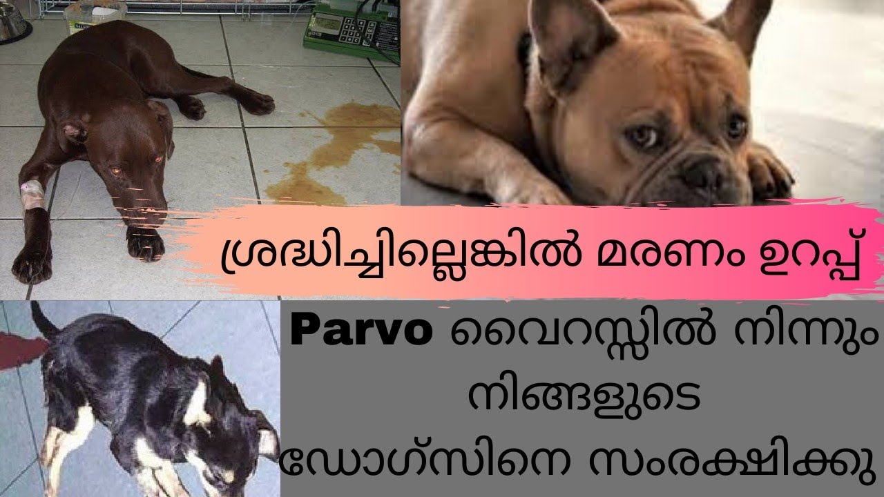 Parvo Virus ഒരു ഭീകരൻ|നിങ്ങളുടെ ഡോഗ്സിന്റെ ജീവൻ എടുത്തേക്കാം|Parvo virus symptoms|ZAP Kennel Wash|