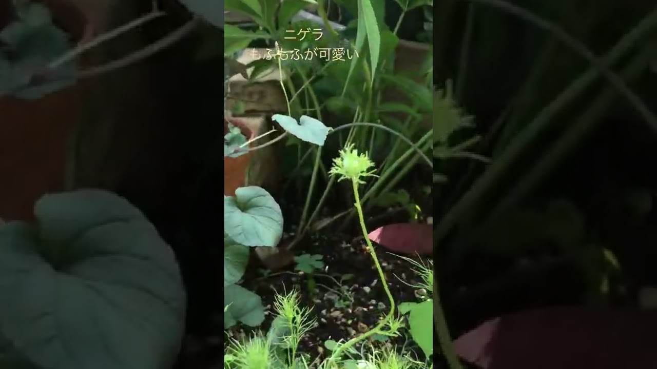 #ニゲラ早くお花が見たい