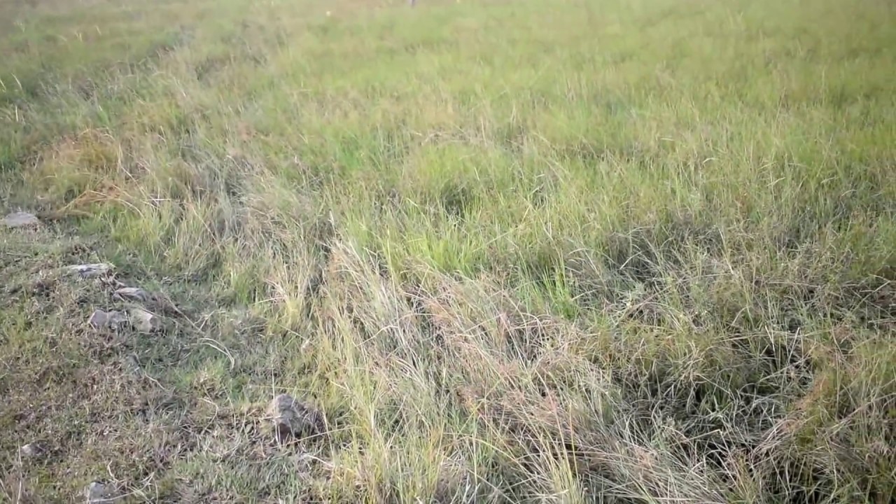 Residential land for sale at Pattipulam