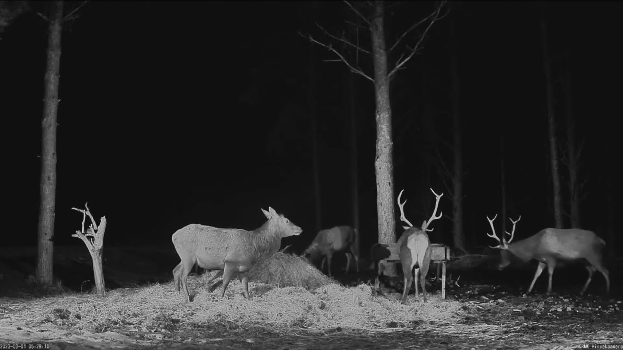 2023-03-01 Hirvekaamera, Timothy lost his antler, red deer