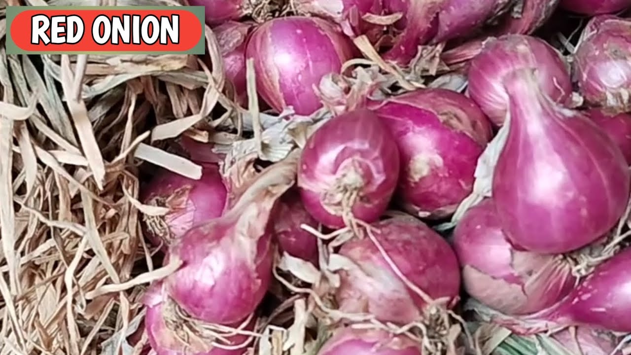 RAMADHAN BERKAH BOLO...!!! HARGA BAWANG MERAH HARI INI, SENIN, 2/3/2026 DI PASAR PROBOLINGGO