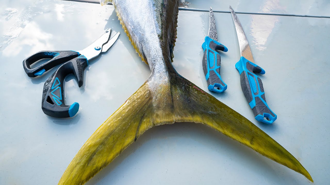 California Yellowtail, How to clean and process.