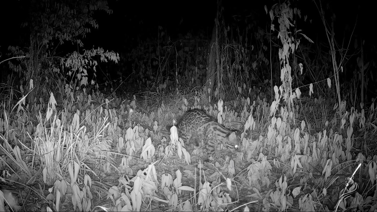 Southern tigrina hunting day and night