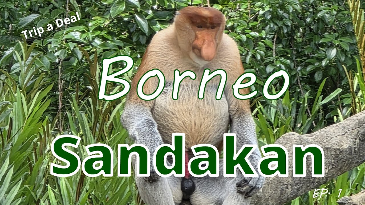 Sandakan Borneo. The Gateway to Borneo's incredible Wildlife