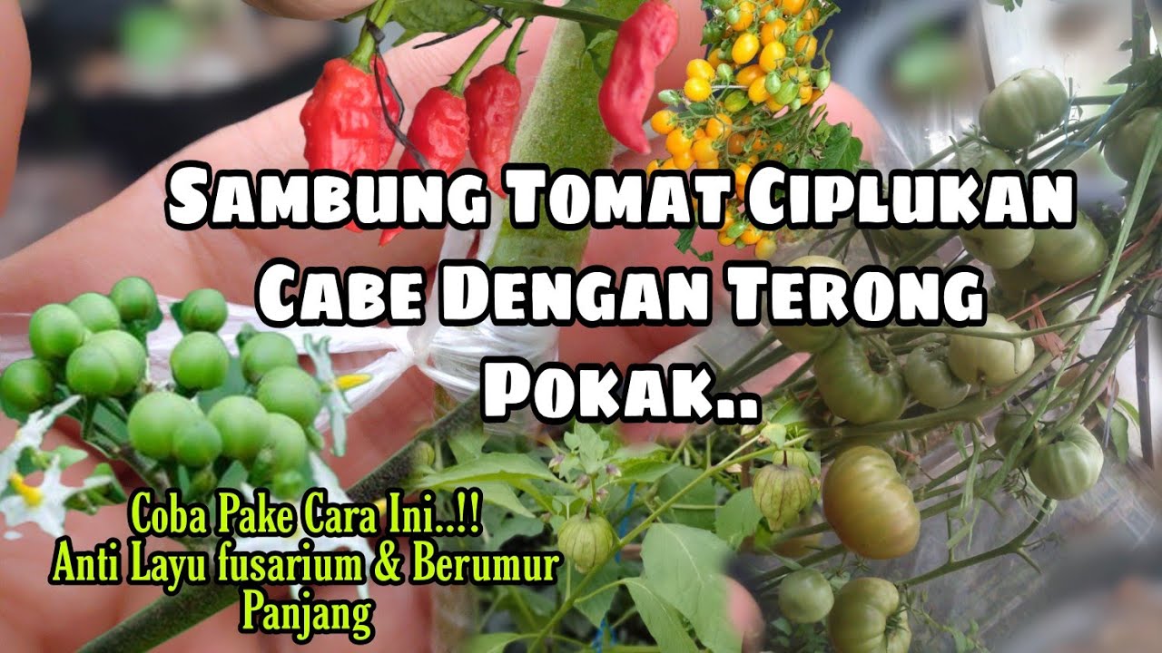 Cara Sambung Pucuk Tomat,Cabe Dan Ciplukan Dengan Pokak By O'Gp || grafting tomato and eggplant