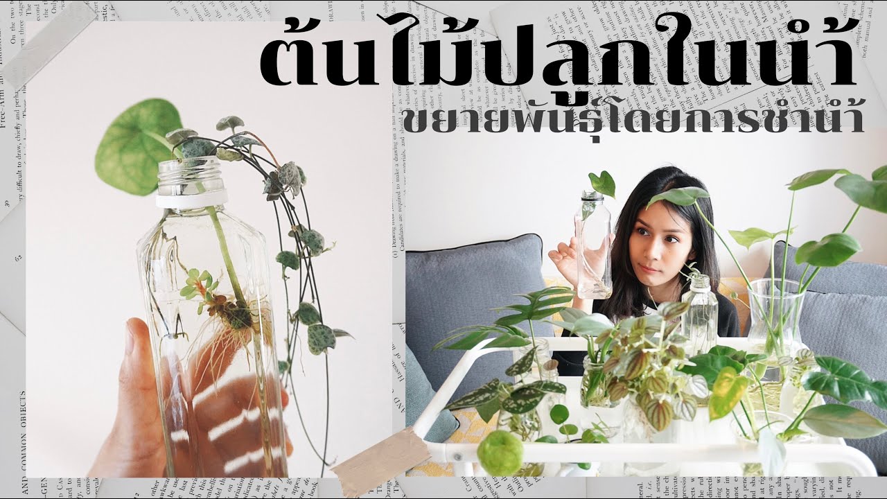 [ต้องรอด] EP.7 ต้นไม้ที่ปลูกได้ในน้ำ การขยายพันธุ์ต้นไม้โดยใช้น้ำ  #ต้นไม้ปลูกในน้ำ #ไม้ฟอกอากาศ