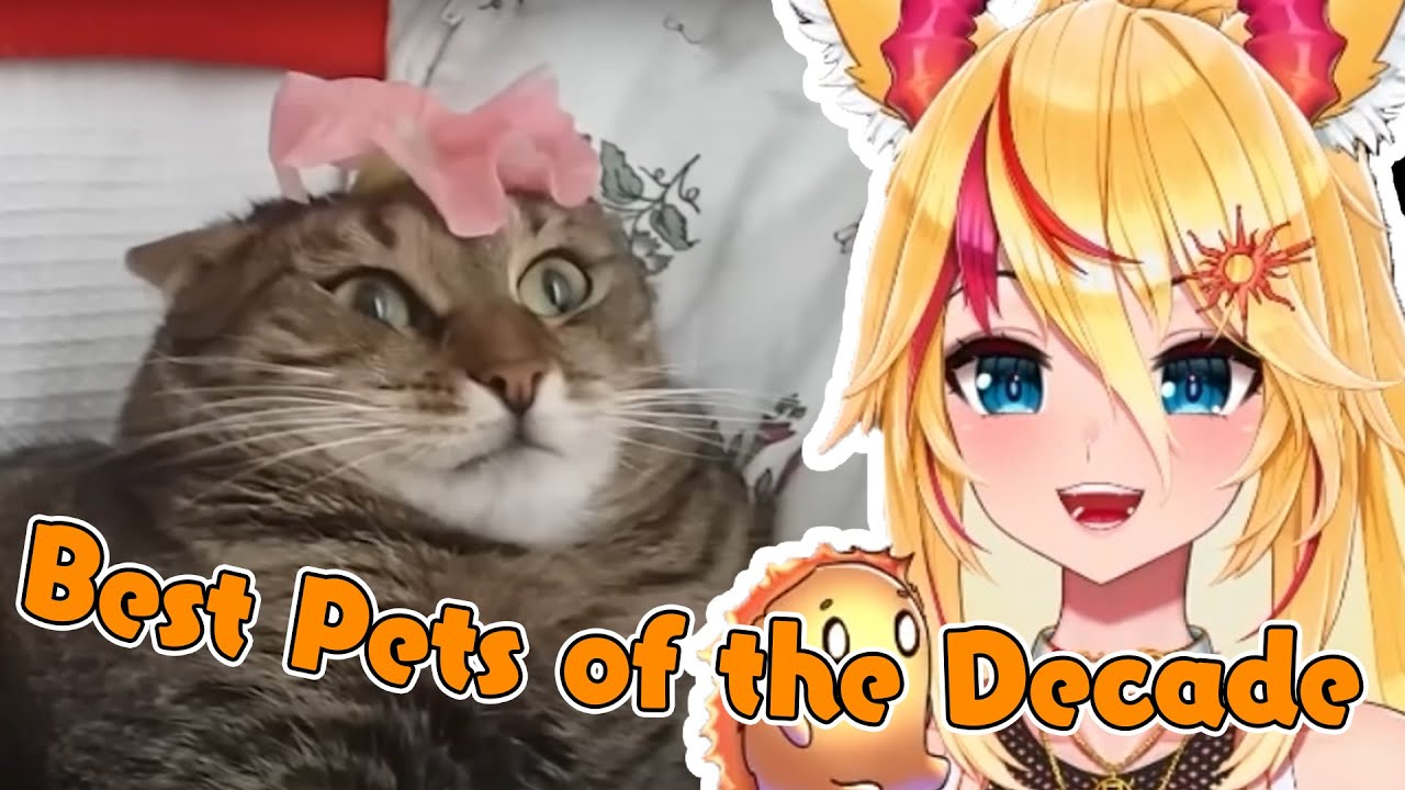 Sunshine Reacts to Best pet videos of the Decade