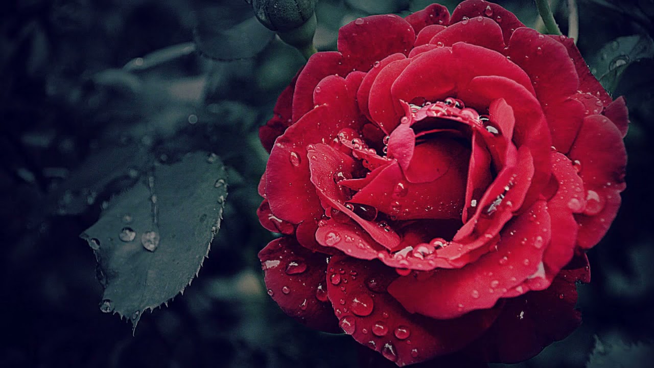 André Rieu  -The rose -
