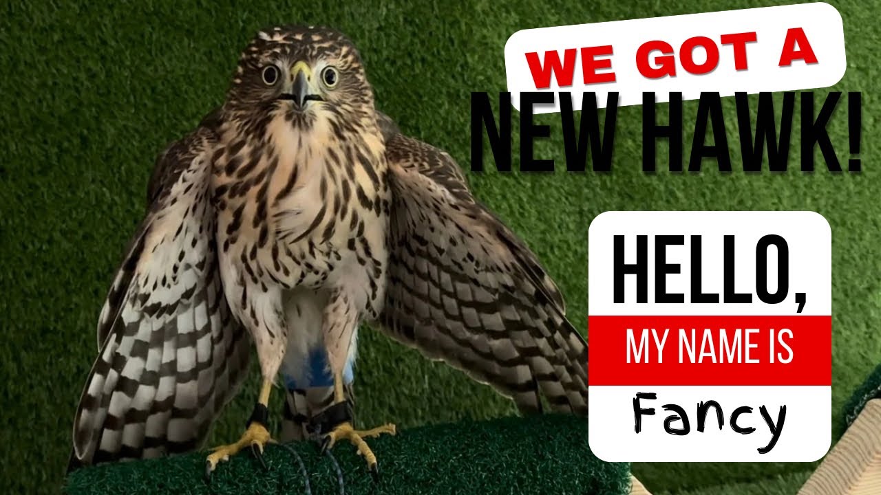 Meet Fancy the Cooper&rsquo;s Hawk! Subscribe and follow along on her journey as a falconry bird!