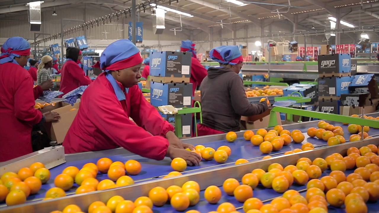 EKM Exports | GoGo Fruit - premium citrus supplier for HillFresh