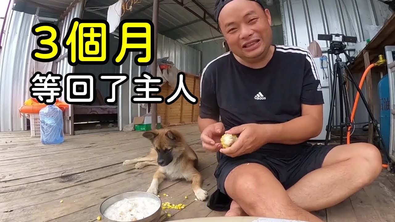 忠犬黑漂失而復得，引來廣大網友關注【瘋胖驢-官方頻道】