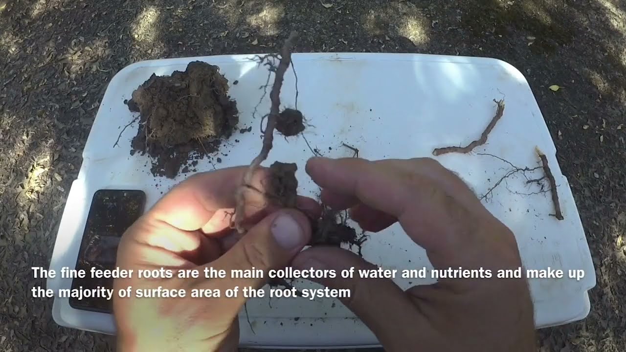 Importance of Feeder Roots When Identifying Phytophthora