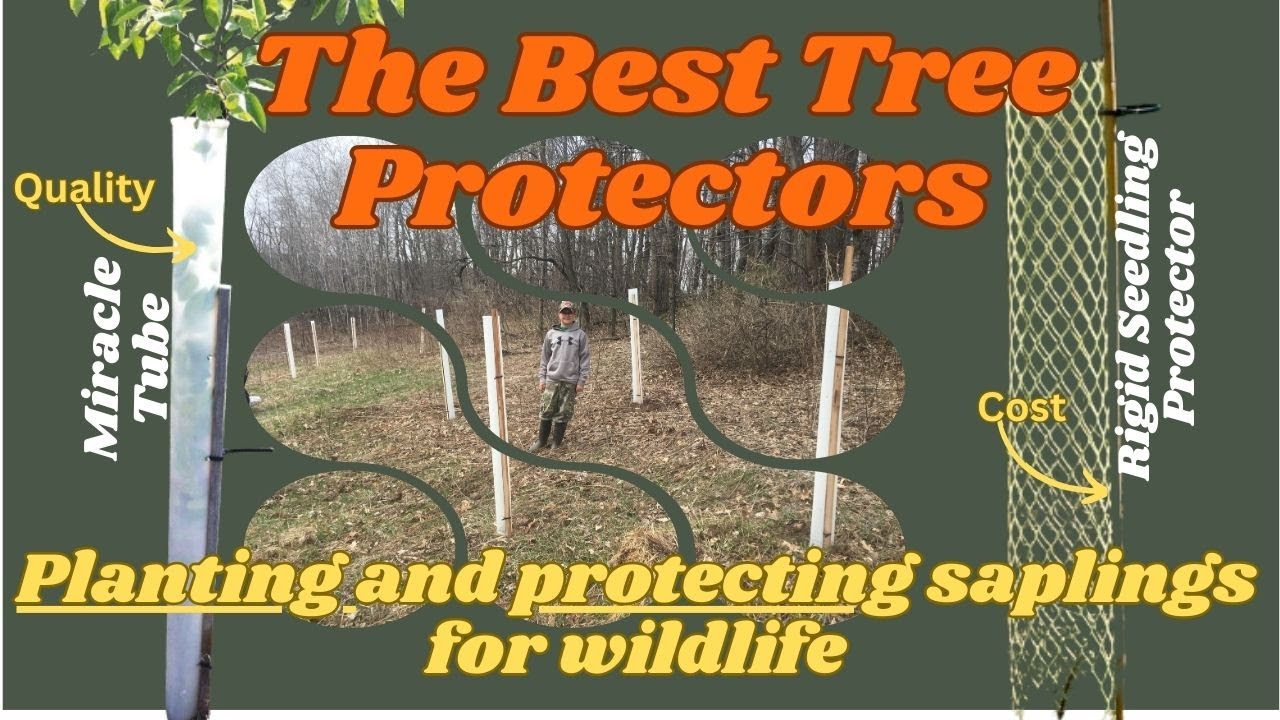 Tree Protector Suggestions and Review, Best Overall Tube and Best Budget Option