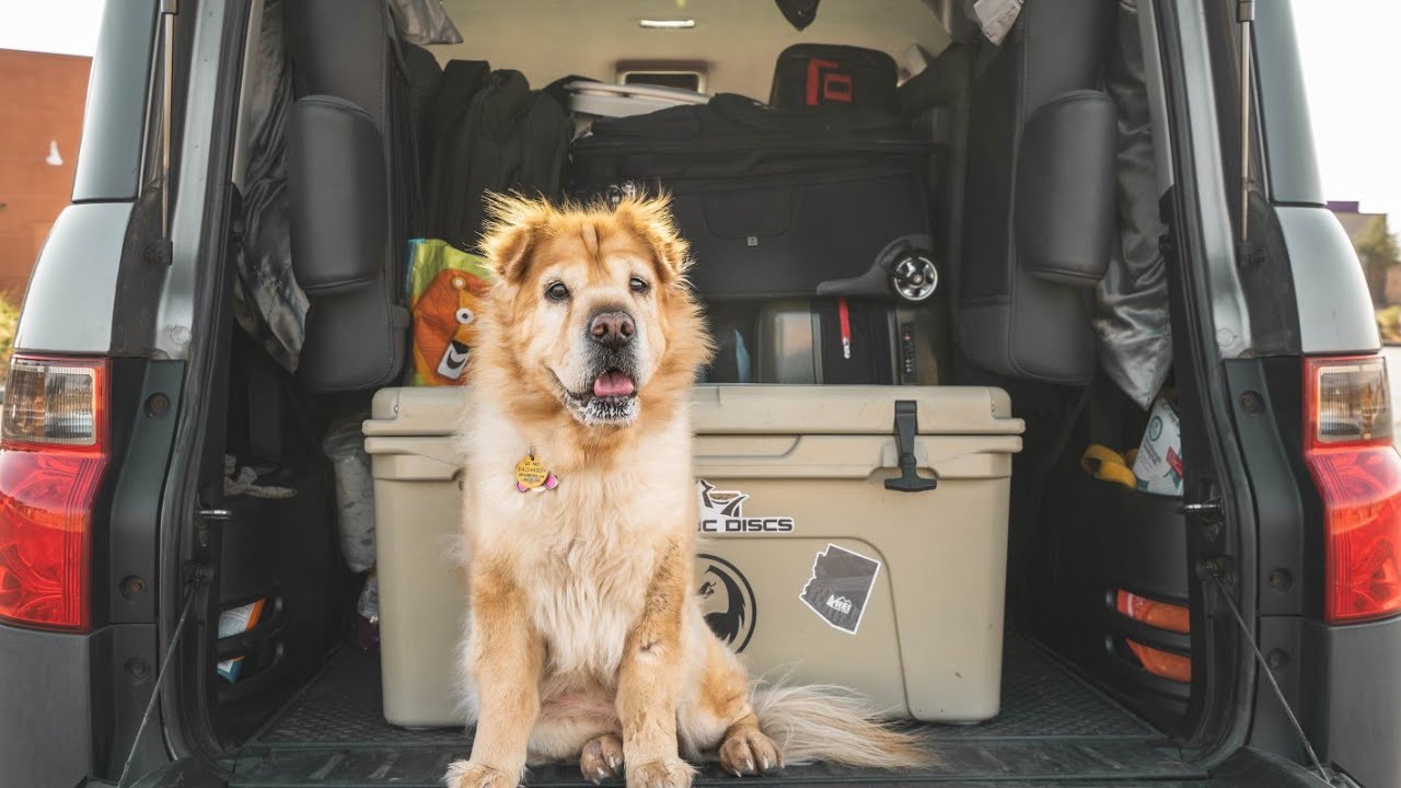 Traveling with dog