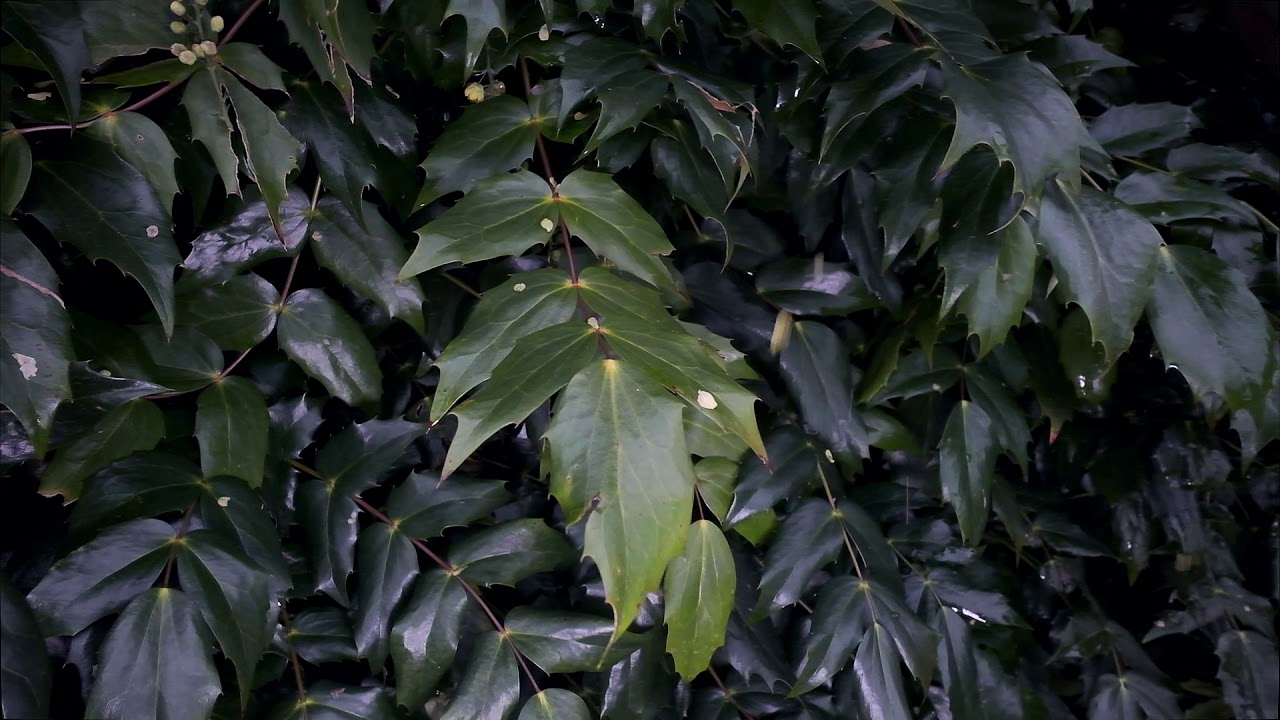 Pruning Mahonia - Burncoose Nurseries