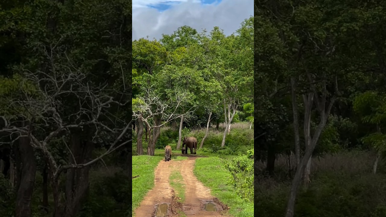 Tiger hunting Elephant Calf #wildlife #tiger #elephant